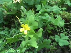 Oxalis suksdorfii