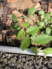 Zelkova