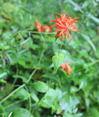 Silene fulgens