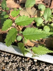 Zelkova