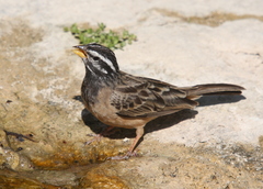 Emberiza tahapisi