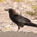 Cuervo Desertícola - Photo (c) Christoph Moning, algunos derechos reservados (CC BY), subido por Christoph Moning