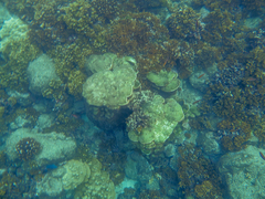 Gardineroseris planulata