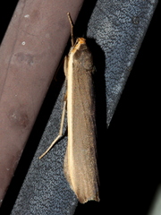 Palaeosia