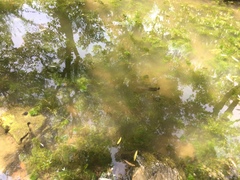 Channa argus