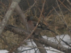 Fringilla coelebs