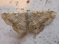 Chiasmia hebesata