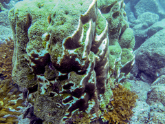 Gardineroseris planulata