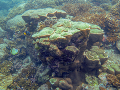 Gardineroseris planulata