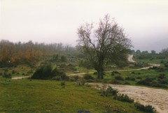 Lavandula pedunculata