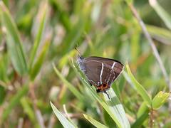 Teratozephyrus elatus