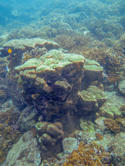 Gardineroseris planulata