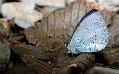 Celastrina oreas
