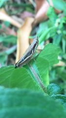 Spathosternum prasiniferum