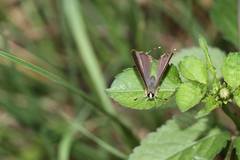 Rapala nissa hirayamana