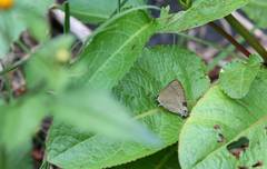 Rapala nissa hirayamana