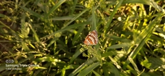 Chlosyne theona brocki