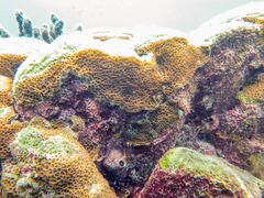 Gardineroseris planulata