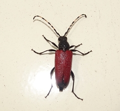 Stictoleptura canadensis
