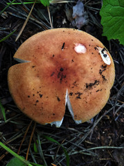 Russula aurea