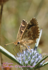 Muschampia