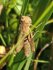 Chorthippus dorsatus