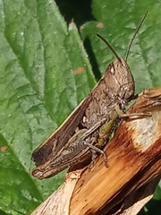 Chorthippus dorsatus