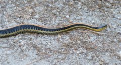 Thamnophis atratus