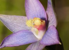 Thelymitra circumsepta