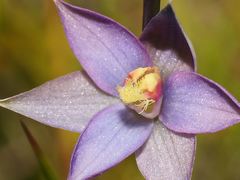Thelymitra circumsepta