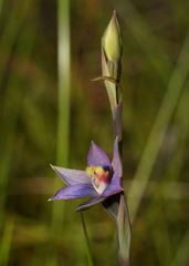 Thelymitra circumsepta