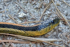 Thamnophis atratus