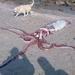 Giant Squid - Photo (c) Christopher Caine, some rights reserved (CC BY-NC), uploaded by Christopher Caine