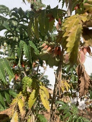 Melianthus