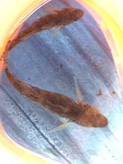 Rhinogobius kurodai
