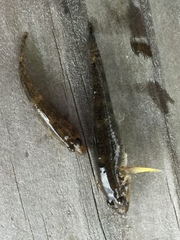 Rhinogobius kurodai