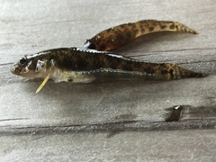 Rhinogobius kurodai