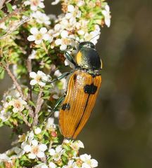 Temognatha variabilis