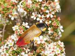 Temognatha variabilis
