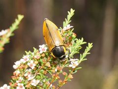Temognatha variabilis