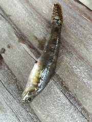 Rhinogobius kurodai