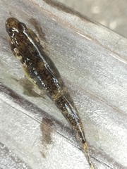 Rhinogobius kurodai