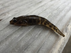 Rhinogobius kurodai