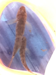 Rhinogobius kurodai
