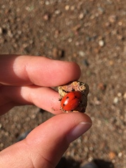 Leptinotarsa rubiginosa