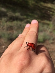 Leptinotarsa rubiginosa