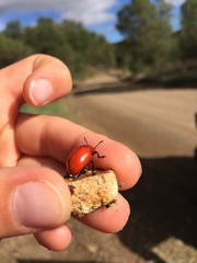 Leptinotarsa rubiginosa