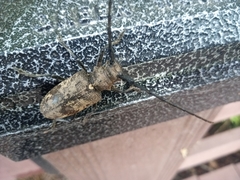 Lamiomimus gottschei