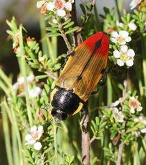 Temognatha variabilis
