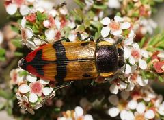 Temognatha variabilis